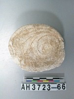 藏品(螺蓋製貝刮器)的圖片